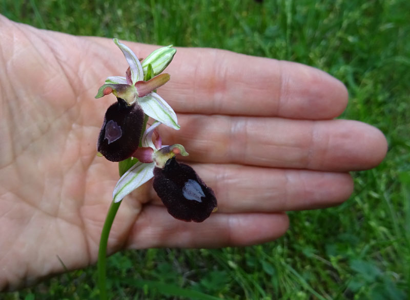 Ophrys bertolonii subsp. benacensis